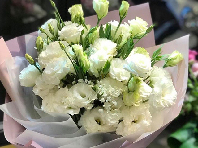Hoa cát tường (Hoa lan tường) và các công dụng đặc biệt